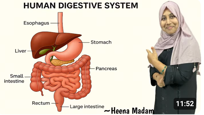Human Digestive System Explained in 10 Minutes