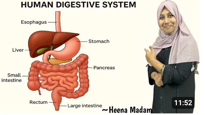 Human Digestive System Explained in 10 Minutes | Heena Madam | 13K views